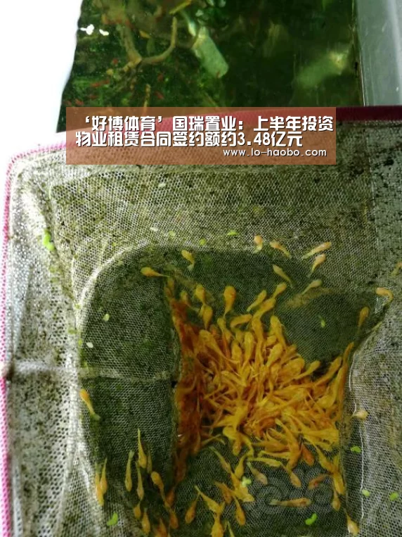 ‘好博体育’国瑞置业:上半年投资物业租赁合同签约额约3.48亿元(图2) 好博体育官方网站